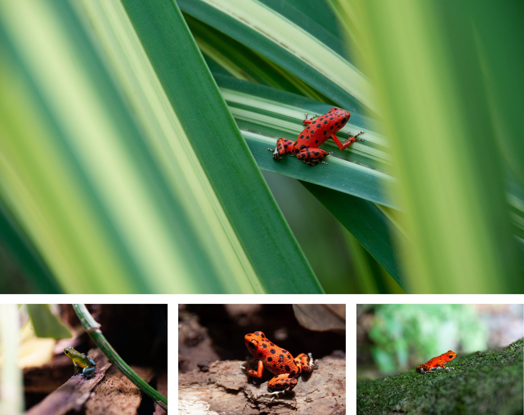 Close up photos of strawberry poison dart frogs
