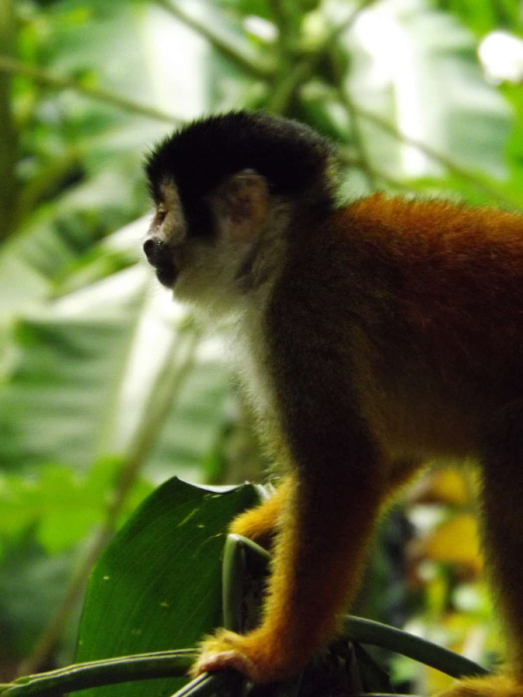 Panamá